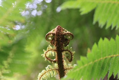 棕色和绿色植物茎
